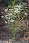 Waxy thoroughwort